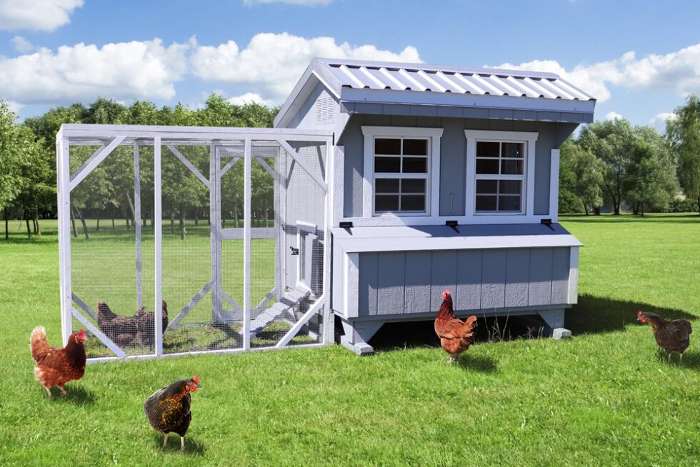 chicken coops for large flocks