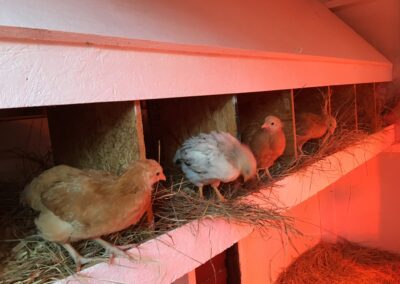 6x8 Plymouth Chicken Coop