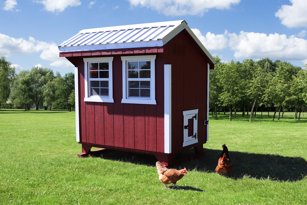 Farm+Yard-4x6-Plymouth-Chicken-Coop-5
