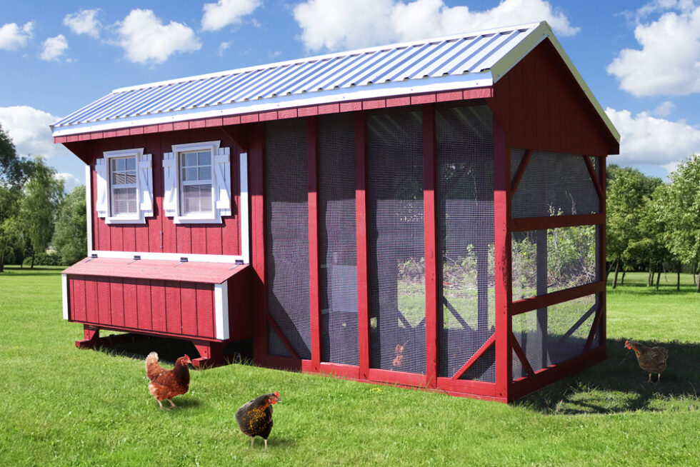 7x8 Brahma Chicken Coop - FARM + YARD Central Texas