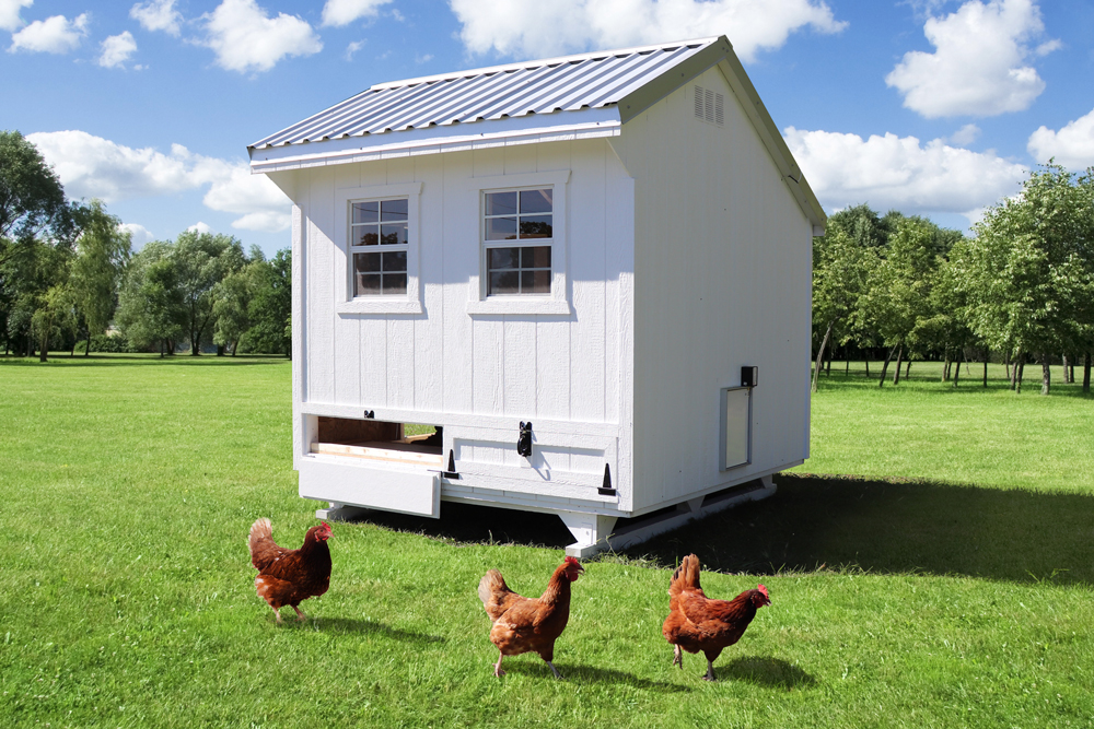Farm+Yard-8x8-Plymouth-Chicken-Coop-1