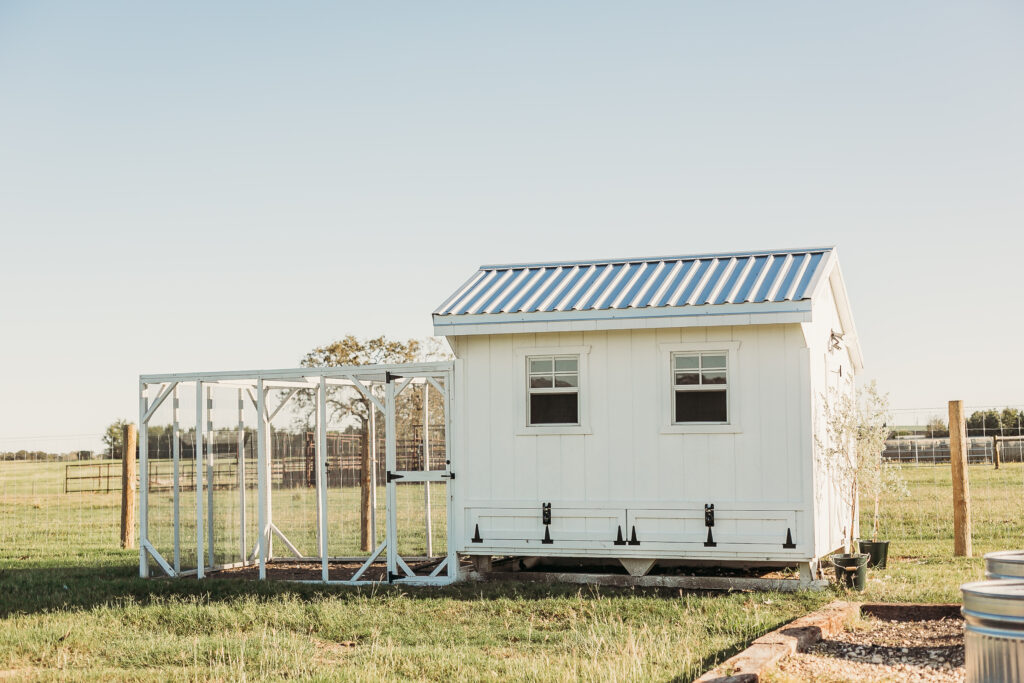 baby chicks in Waco Farm + Yard TX